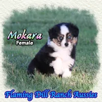 Mokara, a female Toy Australian Shepherd for sale in Forestburg, TX – 3 of 5