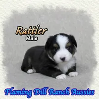 Rattler, a male Toy Australian Shepherd for sale in Forestburg, TX – 3 of 5