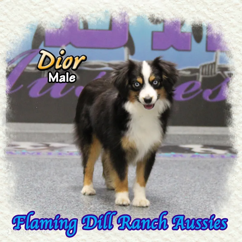 Dior – Toy Australian Shepherd puppy for sale in Forestburg, TX