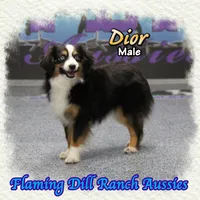 Dior, a male Toy Australian Shepherd for sale in Forestburg, TX – Photo 2 of 5