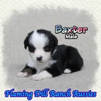 Baxter, a male Toy Australian Shepherd for sale in Forestburg, TX – 2 of 5