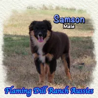 Samson, a male Miniature Australian Shepherd for sale in Forestburg, TX – 2 of 5