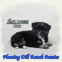 Samson, a male Miniature Australian Shepherd for sale in Forestburg, TX – 4 of 5