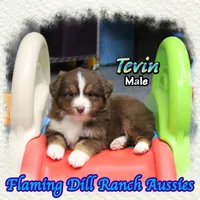 Tevin, a male Toy Australian Shepherd for sale in Forestburg, TX – Photo 4 of 5