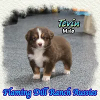 Tevin, a male Toy Australian Shepherd for sale in Forestburg, TX – Photo 1 of 5