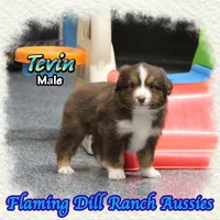 Tevin, a male Toy Australian Shepherd for sale in Forestburg, TX – Photo 2 of 5