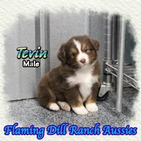 Tevin, a male Toy Australian Shepherd for sale in Forestburg, TX – Photo 3 of 5