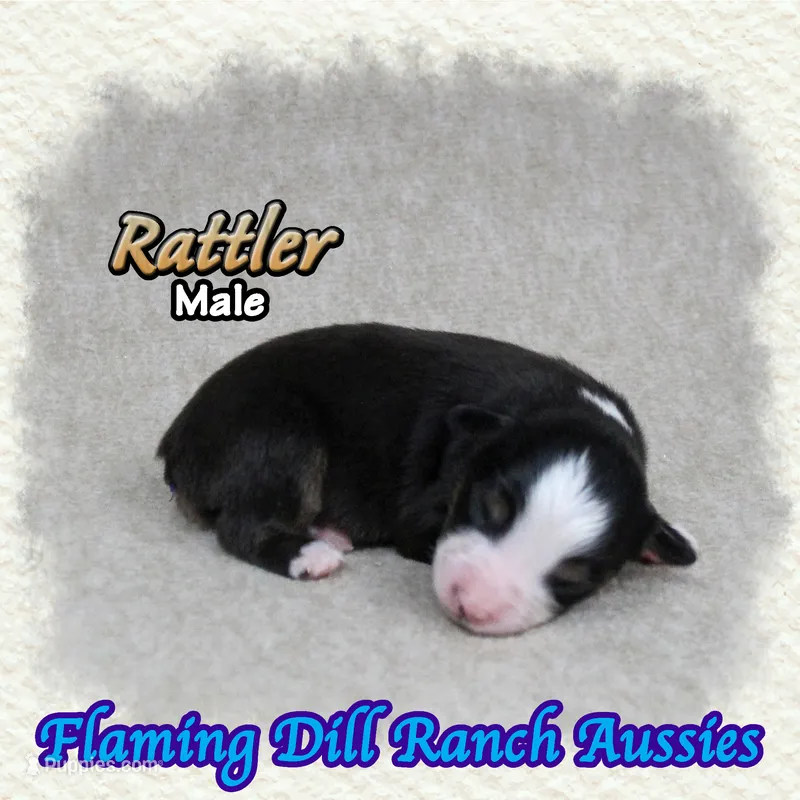 Rattler – Toy Australian Shepherd puppy for sale in Forestburg, TX