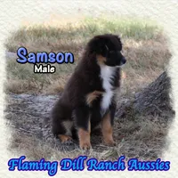Samson, a male Miniature Australian Shepherd for sale in Forestburg, TX – 3 of 5