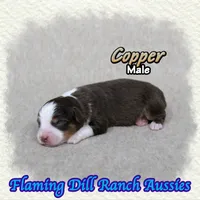 Copper, a male Toy Australian Shepherd for sale in Forestburg, TX – 2 of 5