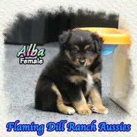 Alba, a female Miniature Australian Shepherd for sale in Forestburg, TX – 3 of 5
