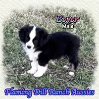 Boyer, a male Toy Australian Shepherd for sale in Forestburg, TX – 2 of 5