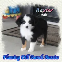 Baxter, a male Toy Australian Shepherd for sale in Forestburg, TX – 2 of 5