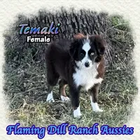 Temaki, a female Toy Australian Shepherd for sale in Forestburg, TX – 4 of 5