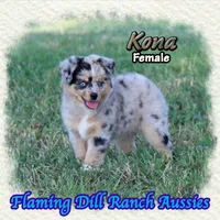 Kona, a female Toy Australian Shepherd for sale in Forestburg, TX – 2 of 5