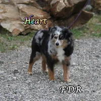 Heart, a female Toy Australian Shepherd for sale in Forestburg, TX – 3 of 6