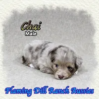Chai, a male Toy Australian Shepherd for sale in Forestburg, TX – 2 of 5