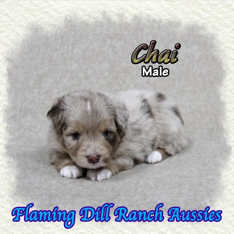 Chai – Toy Australian Shepherd puppy for sale in Forestburg, TX