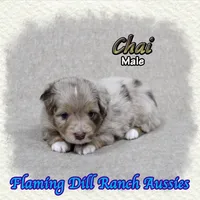 Chai, a male Toy Australian Shepherd for sale in Forestburg, TX – 1 of 5