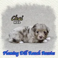 Chai, a male Toy Australian Shepherd for sale in Forestburg, TX – 4 of 5