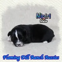 Nigiri, a male Toy Australian Shepherd for sale in Forestburg, TX – 2 of 5