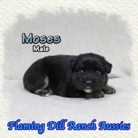 Moses, a male Miniature Australian Shepherd for sale in Forestburg, TX – Photo 3 of 5