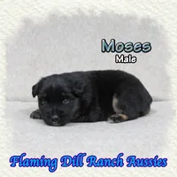 Moses, a male Miniature Australian Shepherd for sale in Forestburg, TX – Photo 2 of 5