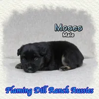 Moses, a male Miniature Australian Shepherd for sale in Forestburg, TX – Photo 4 of 5