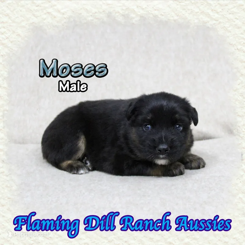 Moses – Miniature Australian Shepherd puppy for sale in Forestburg, TX