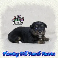 Alba, a female Miniature Australian Shepherd for sale in Forestburg, TX – 4 of 5