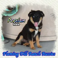 Persian, a male Miniature Australian Shepherd for sale in Forestburg, TX – 3 of 5