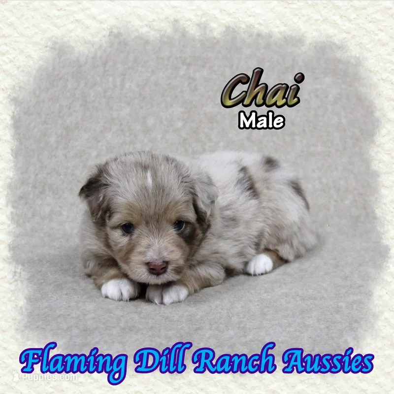 Chai – Toy Australian Shepherd puppy for sale in Forestburg, TX