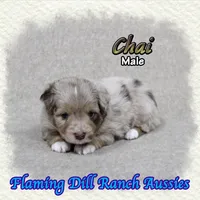 Chai, a male Toy Australian Shepherd for sale in Forestburg, TX – 1 of 5