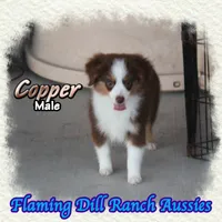 Copper, a male Toy Australian Shepherd for sale in Forestburg, TX – 4 of 5