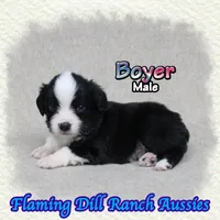 Boyer, a male Toy Australian Shepherd for sale in Forestburg, TX – 4 of 5