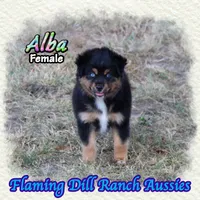 Alba, a female Miniature Australian Shepherd for sale in Forestburg, TX – 4 of 5