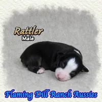 Rattler, a male Toy Australian Shepherd for sale in Forestburg, TX – 1 of 5