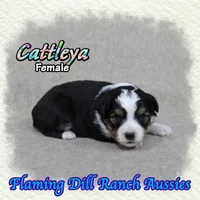 Cattleya, a female Toy Australian Shepherd for sale in Forestburg, TX – 1 of 5