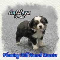 Cattleya, a female Toy Australian Shepherd for sale in Forestburg, TX – 1 of 5