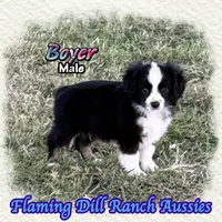 Boyer, a male Toy Australian Shepherd for sale in Forestburg, TX – 1 of 5