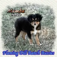 Mamba, a female Toy Australian Shepherd for sale in Forestburg, TX – 2 of 5