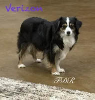 Verizon, a female Toy Australian Shepherd for sale in Forestburg, TX – 2 of 6