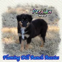 Persian, a male Miniature Australian Shepherd for sale in Forestburg, TX – 2 of 5