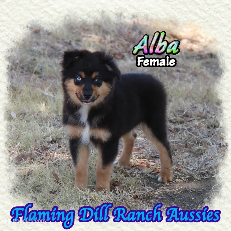 Alba – Miniature Australian Shepherd puppy for sale in Forestburg, TX
