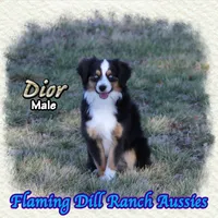 Dior, a male Toy Australian Shepherd for sale in Forestburg, TX – Photo 3 of 5