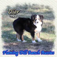 Dior, a male Toy Australian Shepherd for sale in Forestburg, TX – Photo 2 of 5