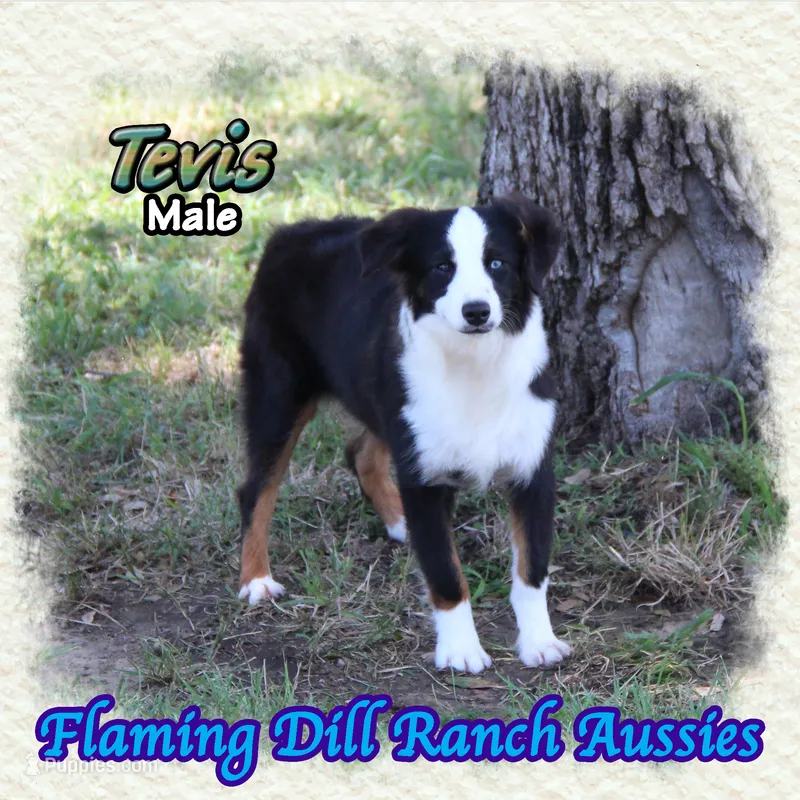 Tevis – Miniature Australian Shepherd puppy for sale in Forestburg, TX