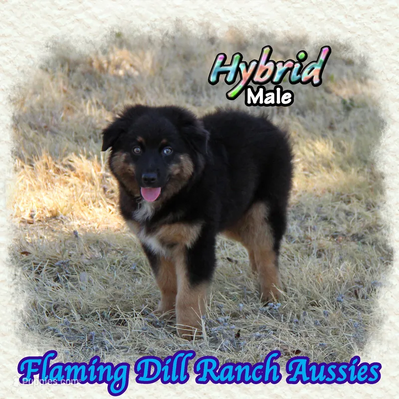 Hybrid – Miniature Australian Shepherd puppy for sale in Forestburg, TX