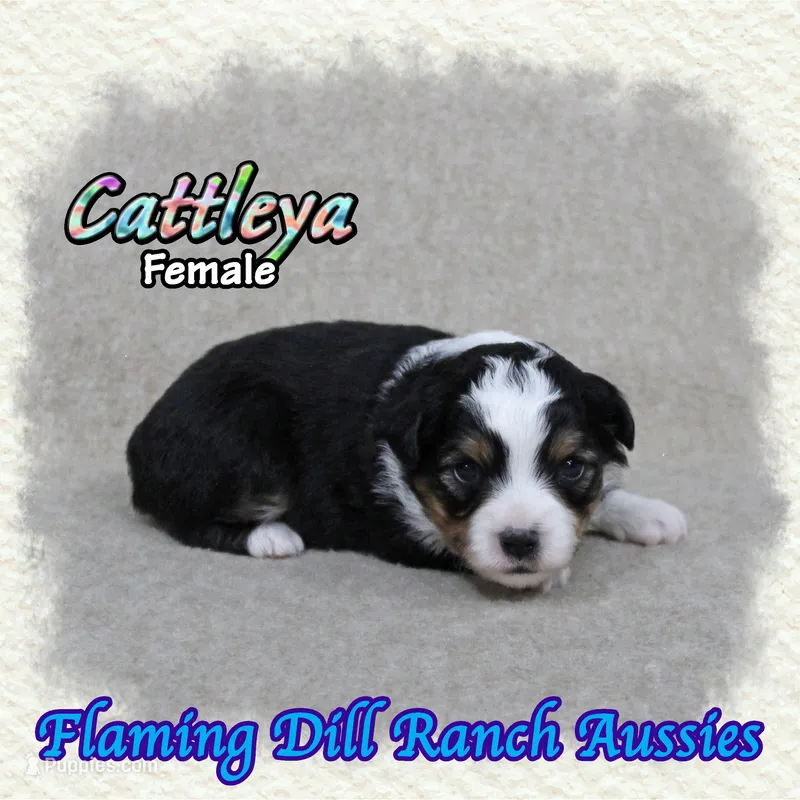 Cattleya – Toy Australian Shepherd puppy for sale in Forestburg, TX