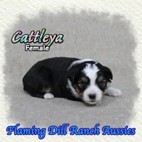 Cattleya, a female Toy Australian Shepherd for sale in Forestburg, TX – 1 of 5